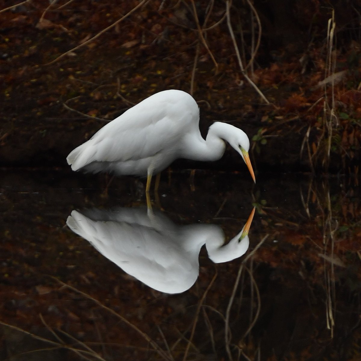 おはようございます☁️
水面よ 水面よ 水面さん...
#ダイサギ #Heron #ズーラシア #ZOORASIA