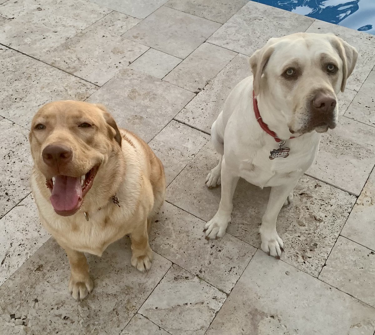 These two handsome fellas enjoying the cool weather. #therapydog #firstresponderspack #southflorida #coolweather #poolside #weekend