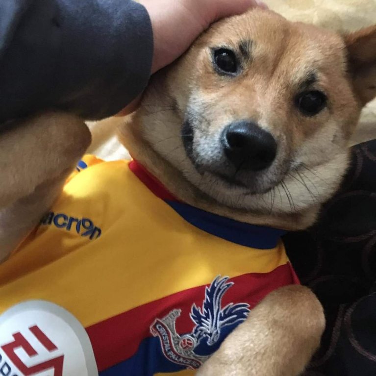 letsps_'s tweet image. What are we dressing fido up as today? Happy #DressUpYourPetDay 🐶🐾♥️ #petlovers #dress #dogsoftwitter #pets