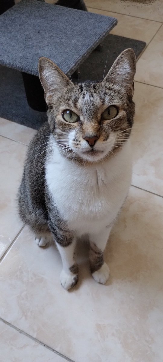 Li_the_cat's tweet photo. Ronroneos para ustedes👋🏻😸 #sabadoentn https://t.co/oqu0TQaswk