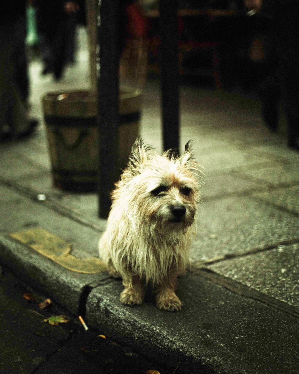匹夫（ひっぷ）も志を奪うべからず。
#ストリートスナップ #写真  #街撮り #ファインダー越しの世界 #ef35f2 #犬