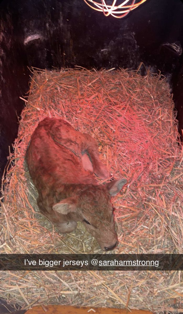 Aubrac cow scanned with 1 calf, pops out red Limousin heifer, this girl coming behind backwards. little jersey heifer on arrival (moms genes came in strong here)😉 Third set so far including autumn calvers! <a href="/GavinBrady98/">Gavin Brady</a> only delighted I’ve his first replacement for the year 🤞🤞