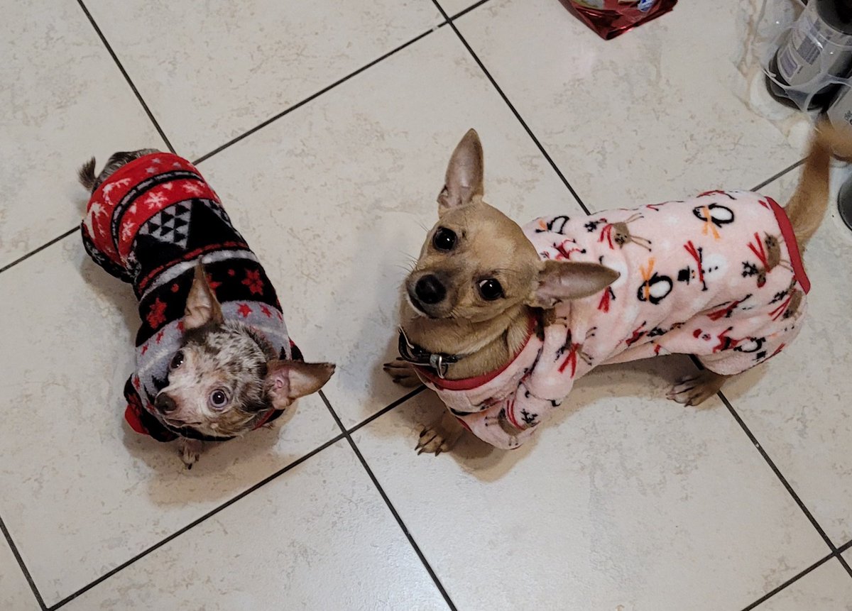 PoundDog911's tweet photo. Happy 1yr adoptaversary to Gracie! She spent the year snuggling in blankets, becoming an EXPERT sweater model, completing 2 levels of training at Elite, being a calm and playful companion to some foster dogs, and changing hearts and minds about Chihuahuas everywhere! https://t.co/5dNZZmYdCv