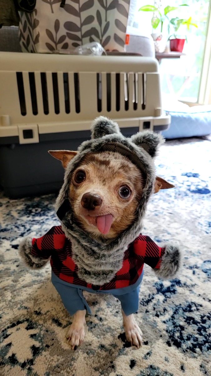 PoundDog911's tweet photo. Happy 1yr adoptaversary to Gracie! She spent the year snuggling in blankets, becoming an EXPERT sweater model, completing 2 levels of training at Elite, being a calm and playful companion to some foster dogs, and changing hearts and minds about Chihuahuas everywhere! https://t.co/5dNZZmYdCv