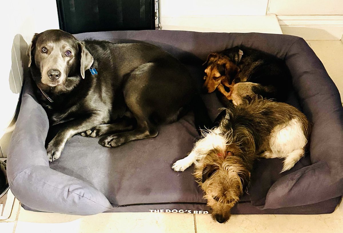 Laurence Fox on Twitter "All dogs matter."