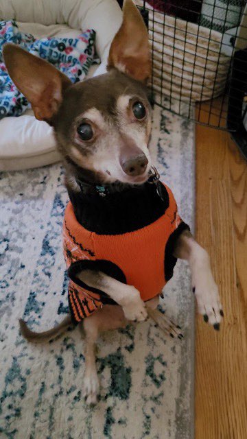 PoundDog911's tweet photo. Happy 1yr adoptaversary to Lemmy! He is sweet and tender and joyful and his retired life is full of sunny naps and warm sweaters and so many dog beds! Lemmy is a great brother and foster brother, even playing with his sister and enjoying lots of snuggles. https://t.co/1ictzGfjEH