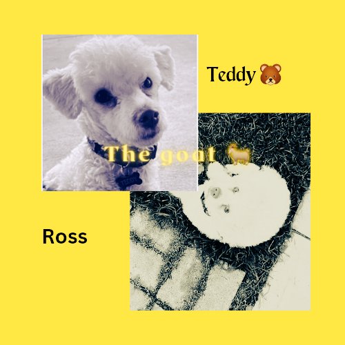 ajtognnfather's tweet photo. #esaTeddy #thegoat Ross is the most #playful, & #funloving #dogoftwitter I have ever met or owned. I was very sad when I had to wash him from service dog work, but now I realize it was the best decision I could have ever made. #noregrets https://t.co/Rq0q5QNL19