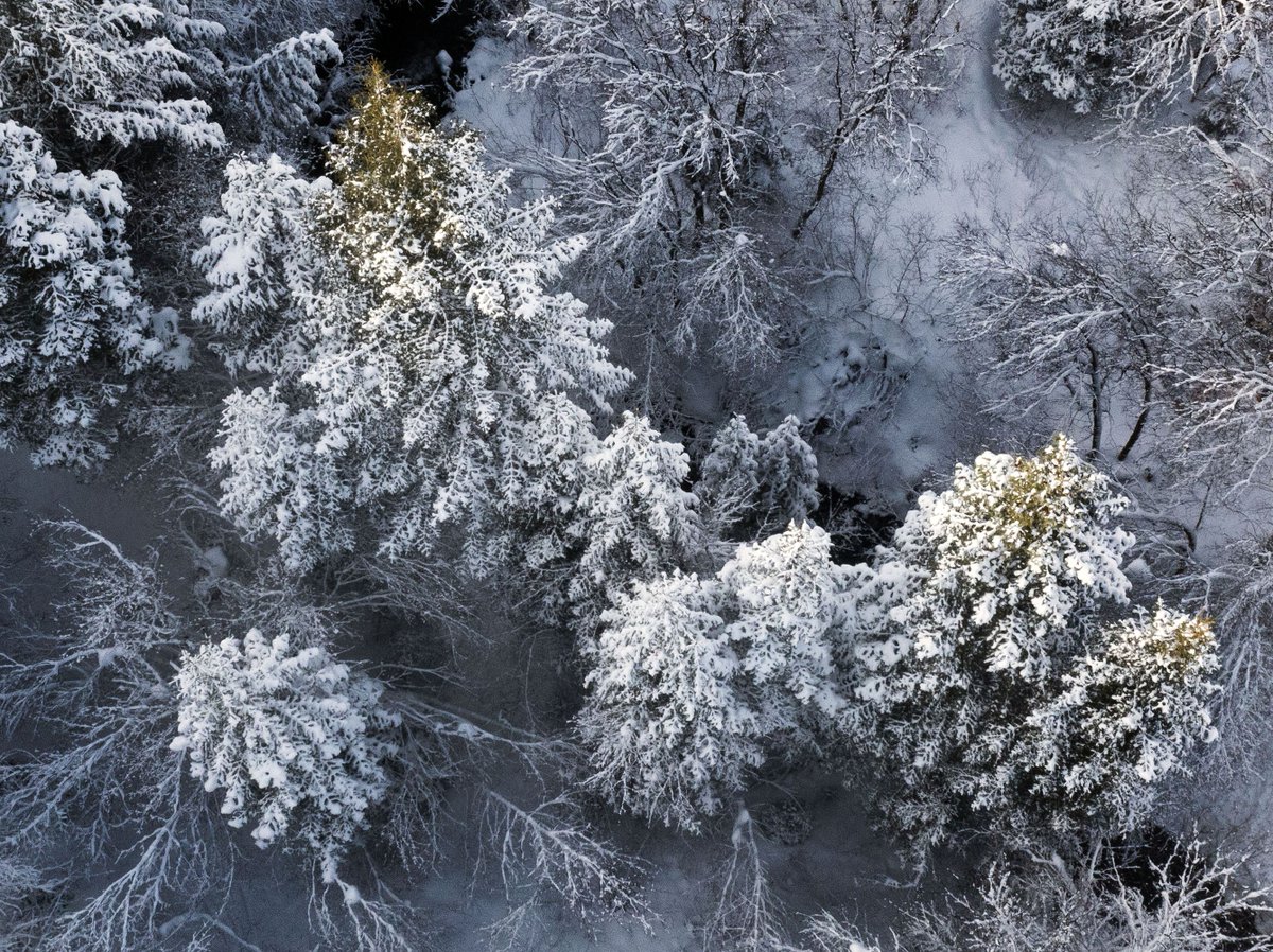 Amyjoi16's tweet photo. Are thinning the forests in the Wasatch the answer to saving water, and could it help the Great Salt Lake?  A group of political leaders and others think so, saying overgrown forests take up an extraordinary amount of water. #utpol #GSLcollab https://t.co/7bzWVWzZ1O https://t.co/NYrpz6vkad