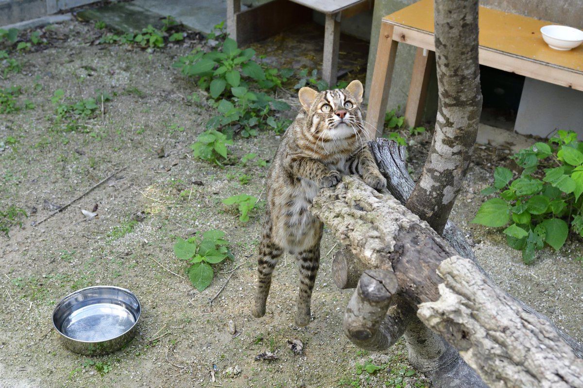 ToRaYaMa_TRYM's tweet photo. よっこらせ

#ツシマヤマネコ #猫 #cats https://t.co/Z8d5yEDCj9
