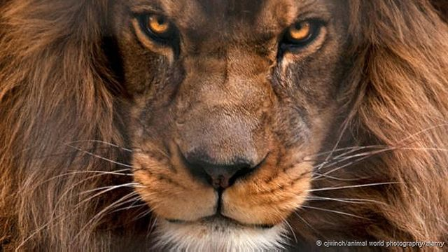 Oscar Prieto Parraga 🇻🇪⚾🦁✳ ⁽ᶠᵃᵏᵉ⁾ tweet media