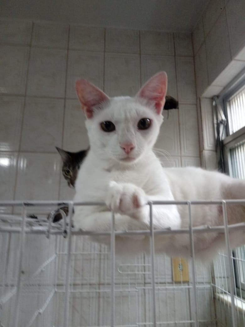babidewet's tweet photo. ⚠️ Os bichinhos da Gisele tão morrendo de fome! A ração dos cachorrinhos acabou e a dos gatinhos tá no final. Ela só consegue pedir mais se pagar o boleto da loja, se alguém puder ajudar, qualquer 5 reais pode salvar muitos animais carentes! 😭💛

O pix dela é: 07305047783 https://t.co/2YDgR8H1td