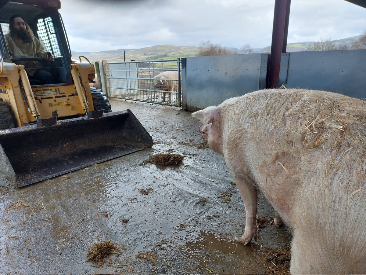 Stand off! 🚜🐖 Brian Vs The Machine The machine won because Brian went for a nap 😄 Rising costs and falling donations mean we are not meeting our monthly outgoings. Please help if you can by becoming a #pigoneer 🐷 globalvegancrowdfunder.org/pigoneer-2000-… 🙏 Go #Vegan & join #Veganuary