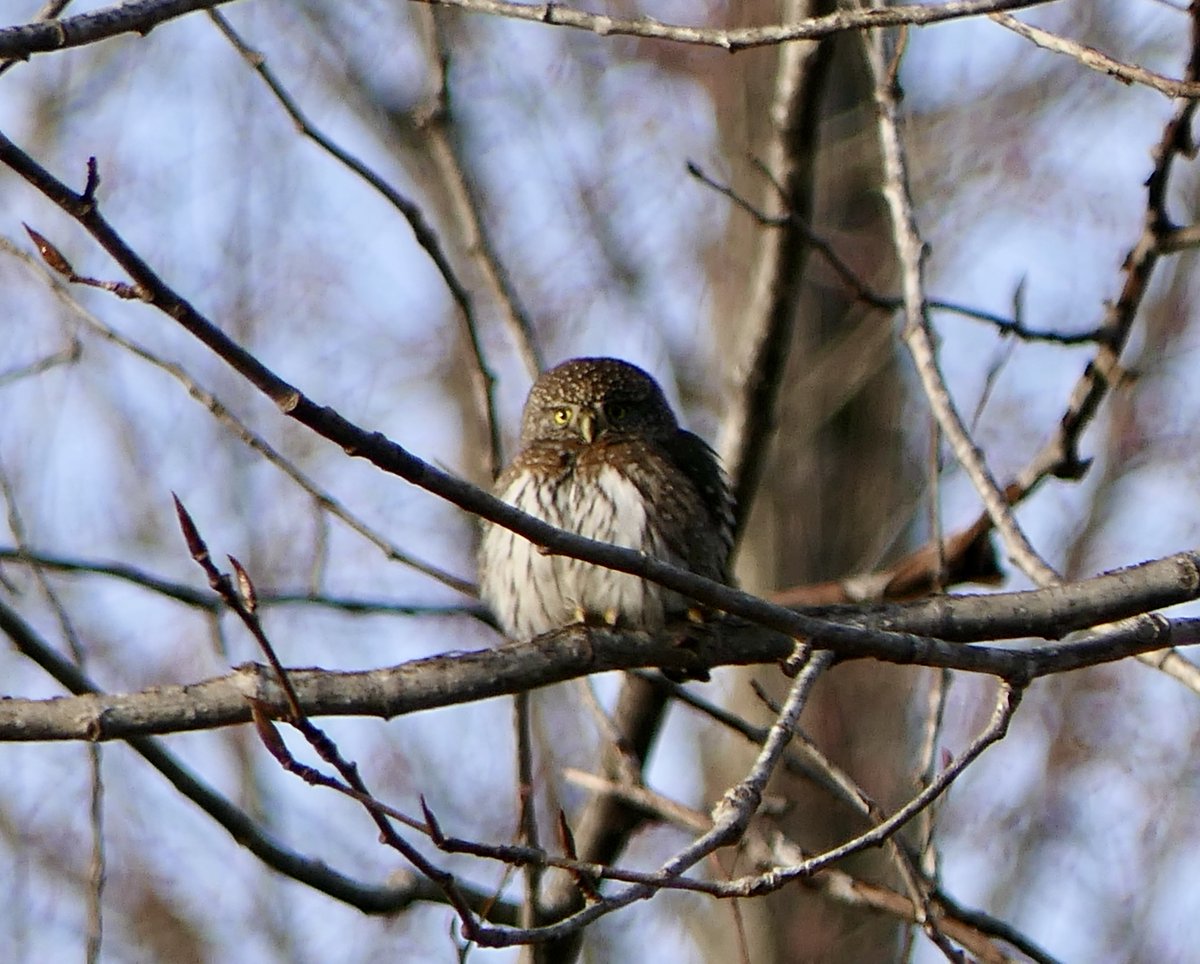 nomadicQ's tweet image. I'm just going to pop back here on Twitter for a sec because I saw a Northern Pygmy-Owl today. And now so did you. &amp;lt;3