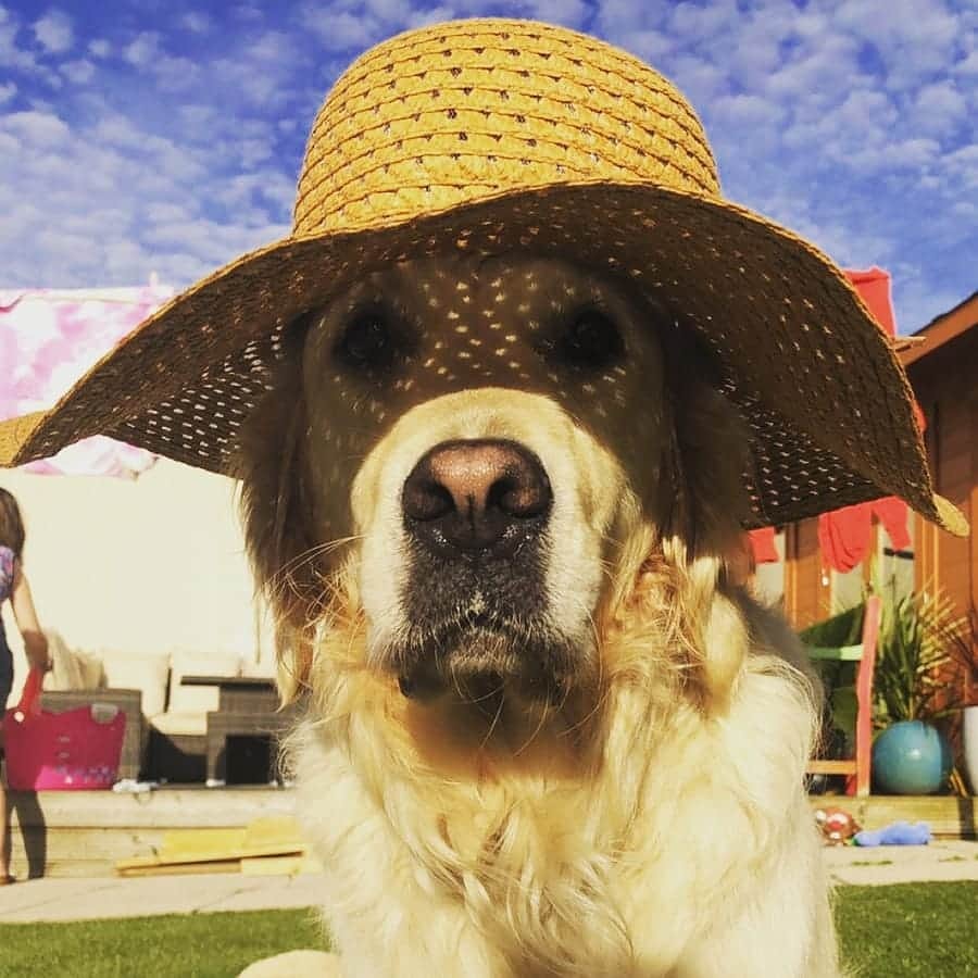 ljblaw's tweet photo. @AldiUK Missy's always ready for a sunny day in Scotland 😊 https://t.co/Yv6taSxKev