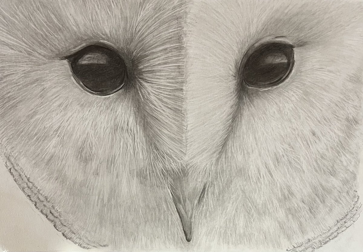 Barn owl in graphite pencil #art #beginnerart #graphitepencil #artists #ArtistOnTwitter #keeppractising