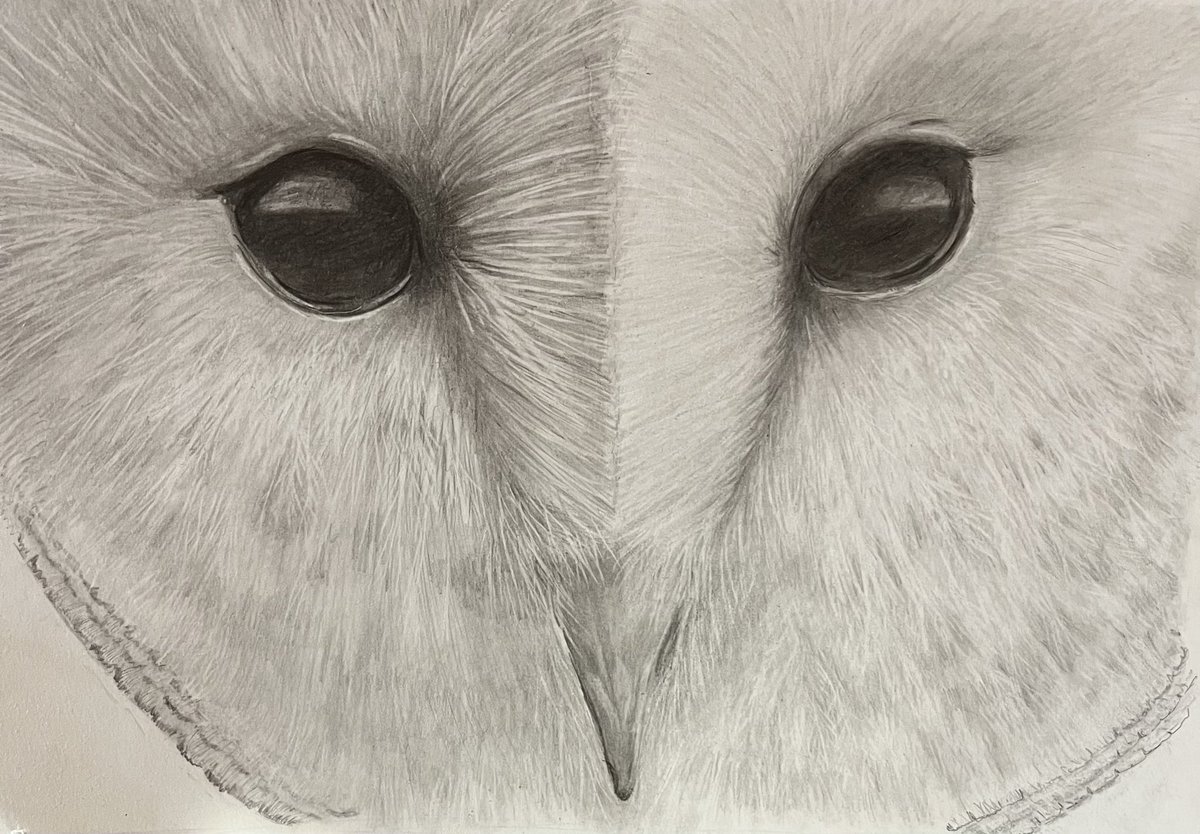 heggy36's tweet photo. Barn owl in graphite pencil #art #beginnerart #graphitepencil #artists #ArtistOnTwitter #keeppractising https://t.co/Y63L98j3hI