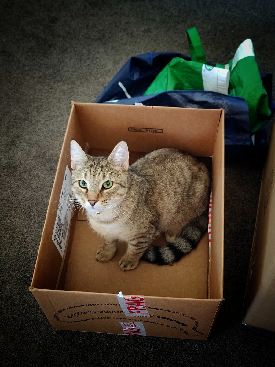 Blue_Cerulean's tweet photo. I asked hubby if he wanted this box for anything, he said leave it there for now I'll probs use it later. Ummm sorry but your box has been claimed, you weren't quick enough ๐
#CatsOfTwitter #catlife #loki #boxkitty https://t.co/3r1WIGz4Vo