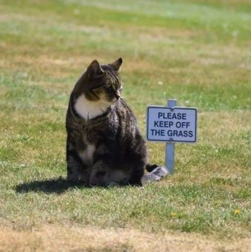 DontShowYourCat's tweet photo. blatant disregard https://t.co/O464UU6yPB