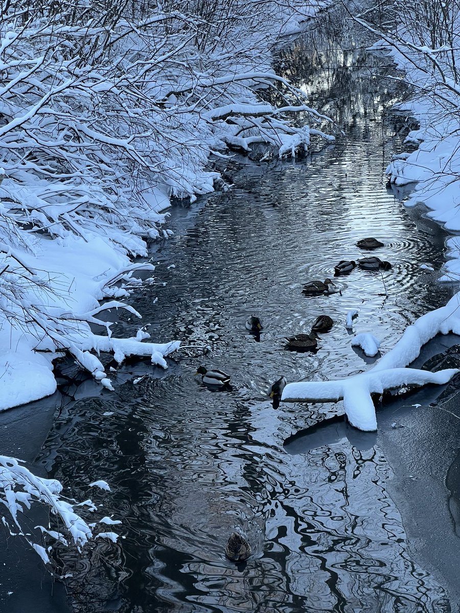 OttTreeHugger's tweet photo. #simplepleasures #HuntclubForest #DUCKSLIVEHERE #NATURElivesHERE @OmarAlghabra @s_guilbeault @DavidMcGuinty @FlyYOW #ottawa #on #cda #climateActionNeeded #HandsOff https://t.co/EC0swiJRyF