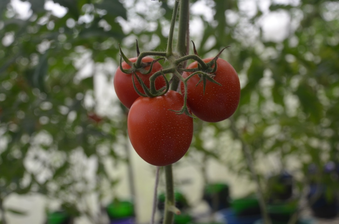 stewus1984's tweet photo. Ongoing experiment on the development of soilless media using agricultural waste for greenhouse vegetable production. https://t.co/PvNRlDvYtc