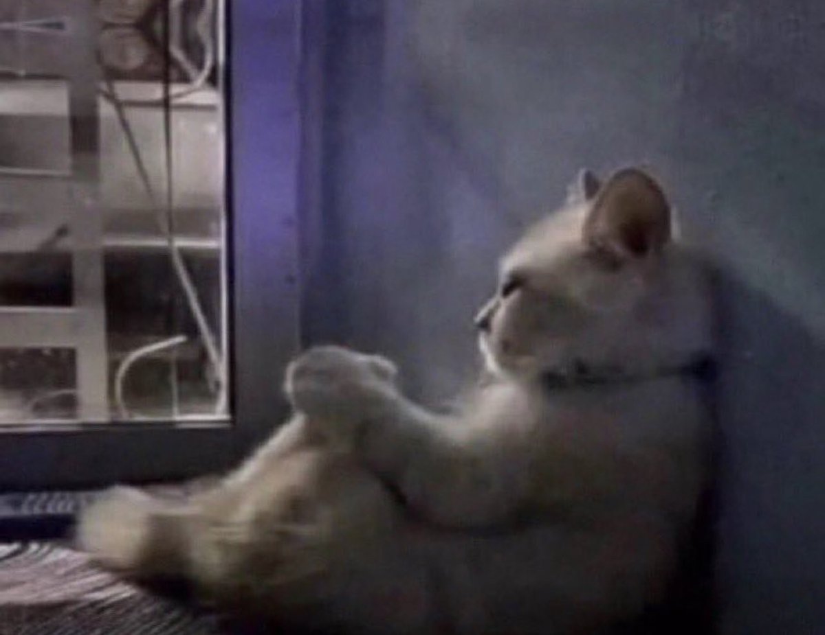 my cat ended up here tweet media