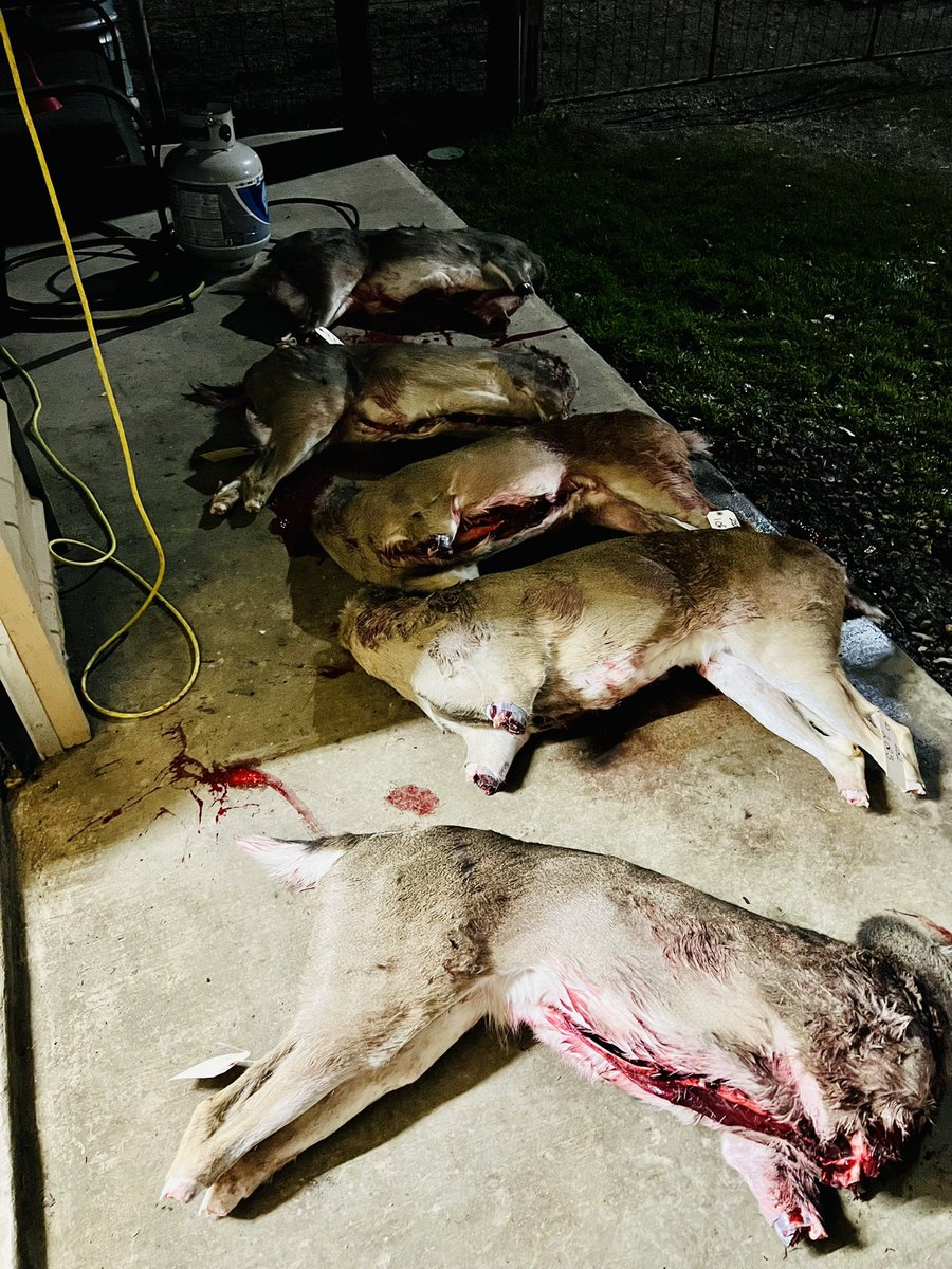 DrLongFrog's tweet photo. Meat gatherers weekend at #AdamsRanch https://t.co/yDpK01d4xI