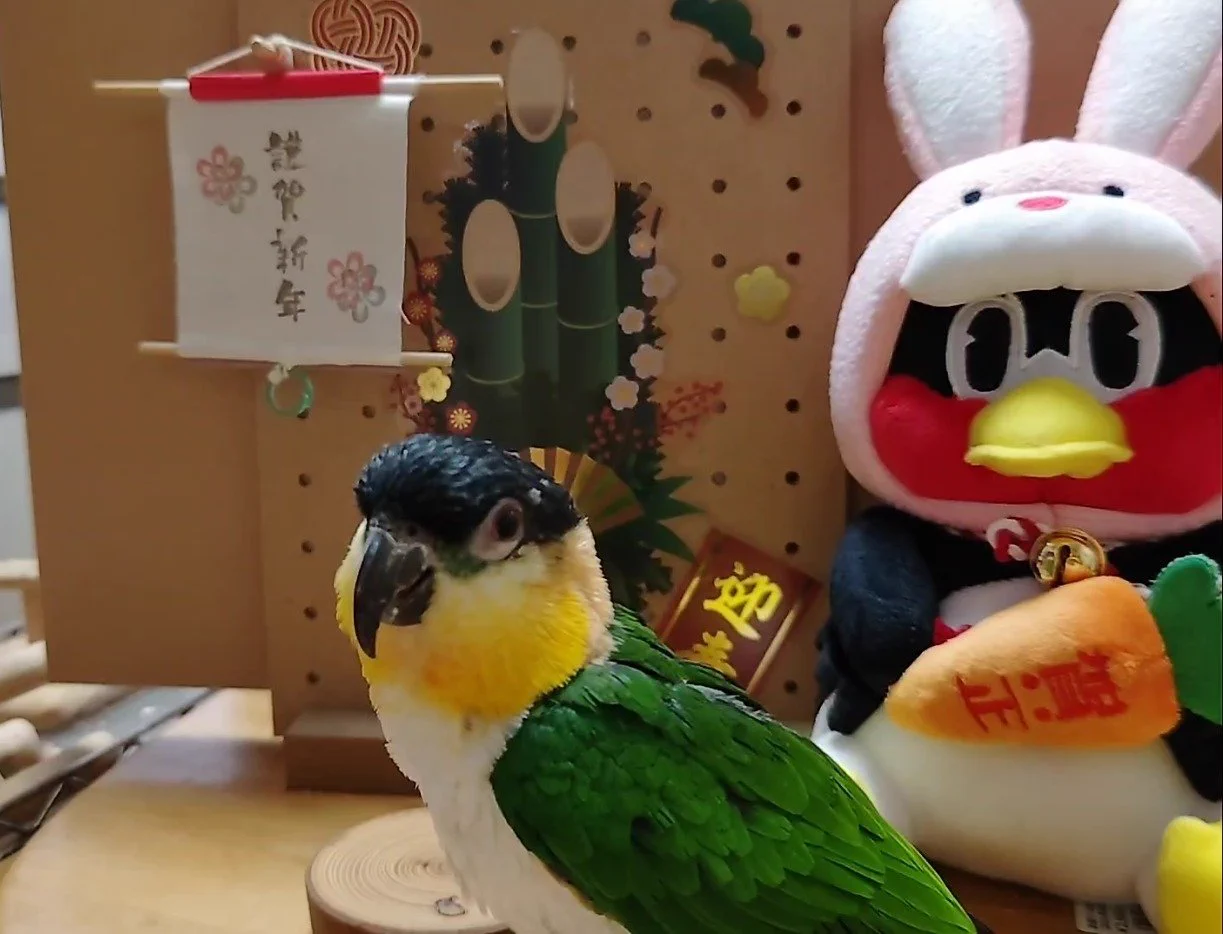 @comeGOD2come え…
ふくちゃん、ツバメダンスの音楽かけてくれたから、菜々がつば九郎とご挨拶してあげる！ 