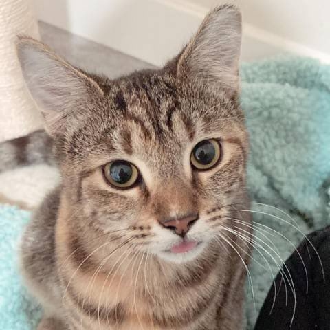 TheFlatteryCatteryCafe tweet media