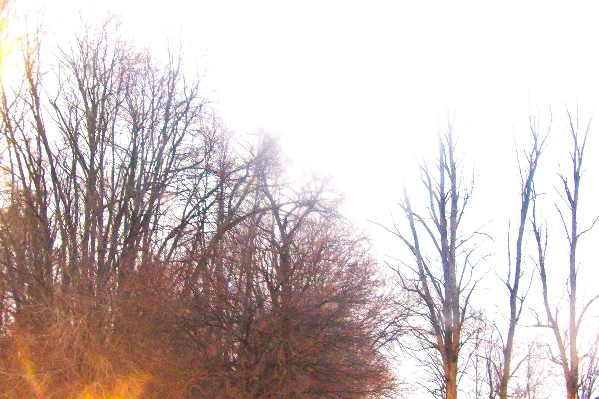 AForkshire's tweet photo. The trees looking sad and bare on a cold day! #wintertrees #winter #trees #tree #nature #snow #wintertime #naturephotography #winterwonderland #winterforest #wintertree #winterphotography #photography #forest #landscape #winterlandscape #naturelovers #treesofinstagram #wintersun https://t.co/3L25Qb0WDD