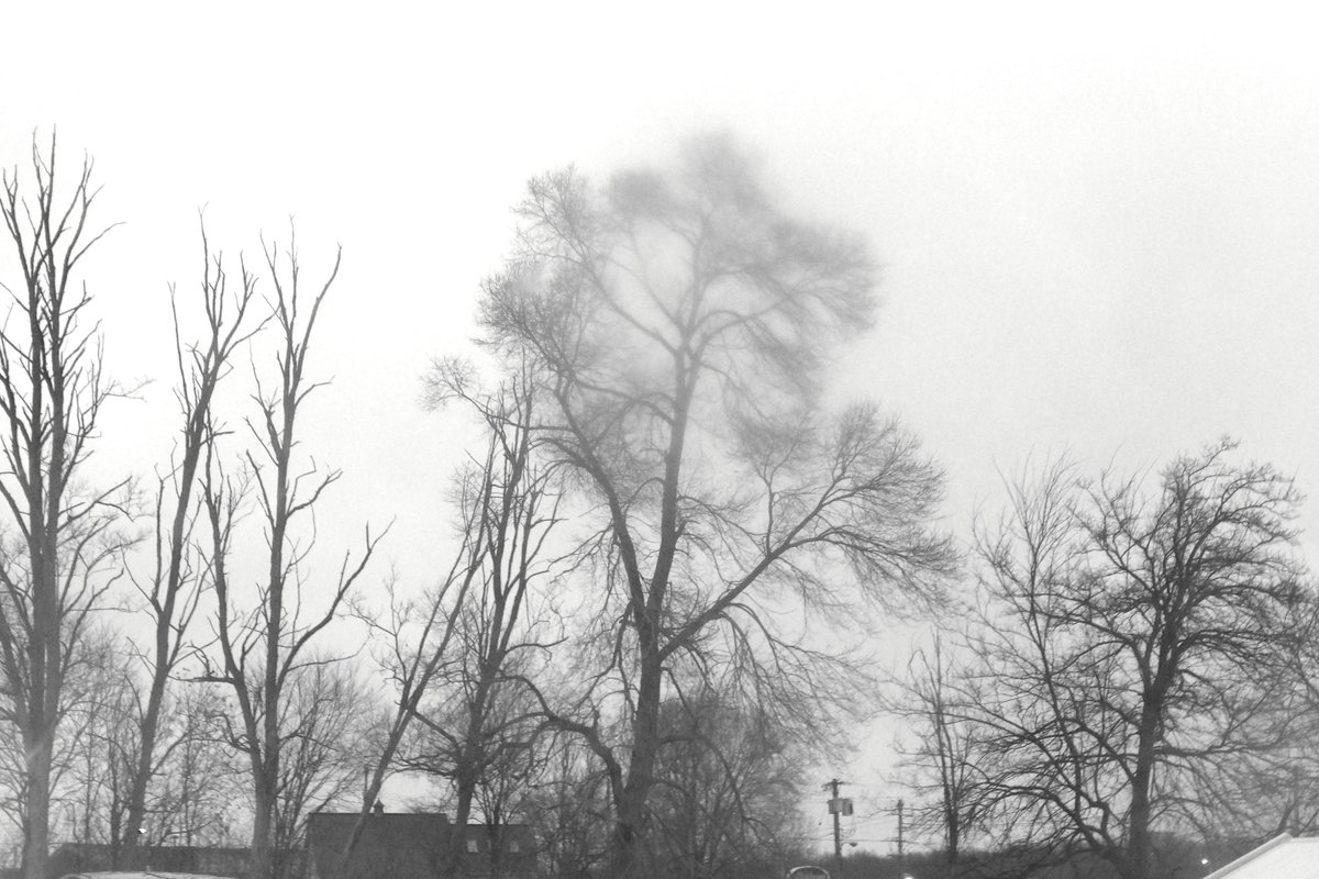 AForkshire's tweet photo. The trees looking sad and bare on a cold day! #wintertrees #winter #trees #tree #nature #snow #wintertime #naturephotography #winterwonderland #winterforest #wintertree #winterphotography #photography #forest #landscape #winterlandscape #naturelovers #treesofinstagram #wintersun https://t.co/3L25Qb0WDD