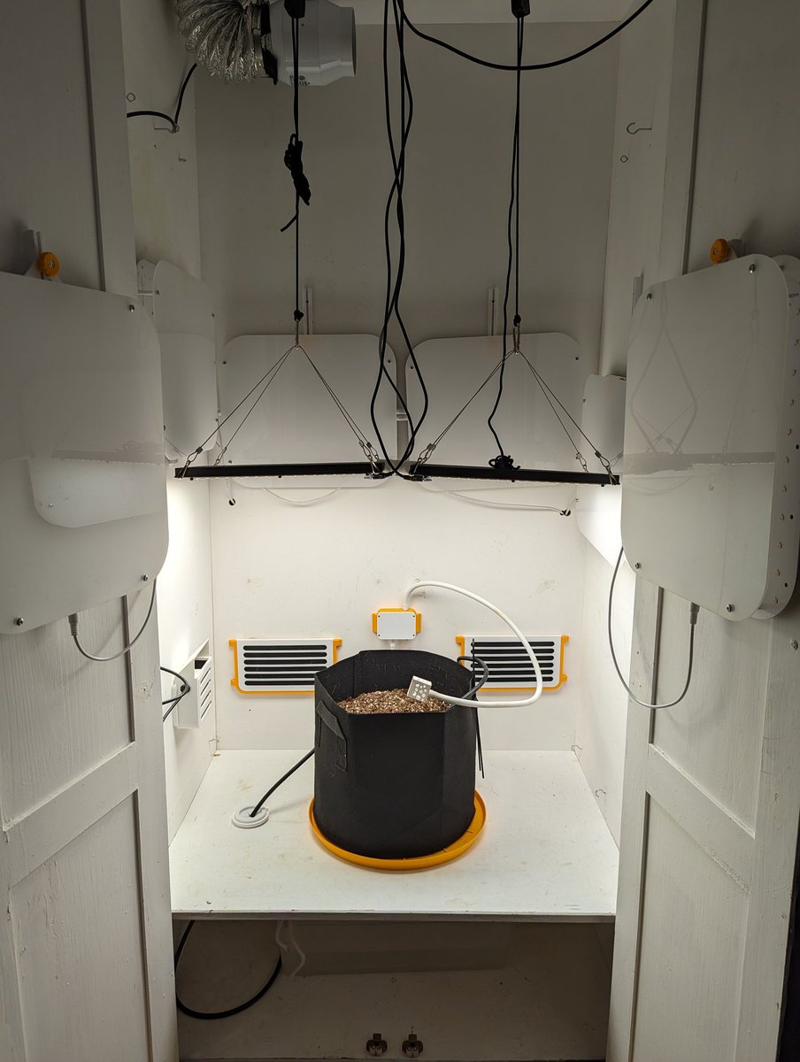 Here we #grow again! Purple Lemonade by <a href="/Fast_Buds/">Fast Buds</a> in coco/perlite.

Your baby name suggestions below please! 👇🍅

#Mmemberville #automato #growyourown