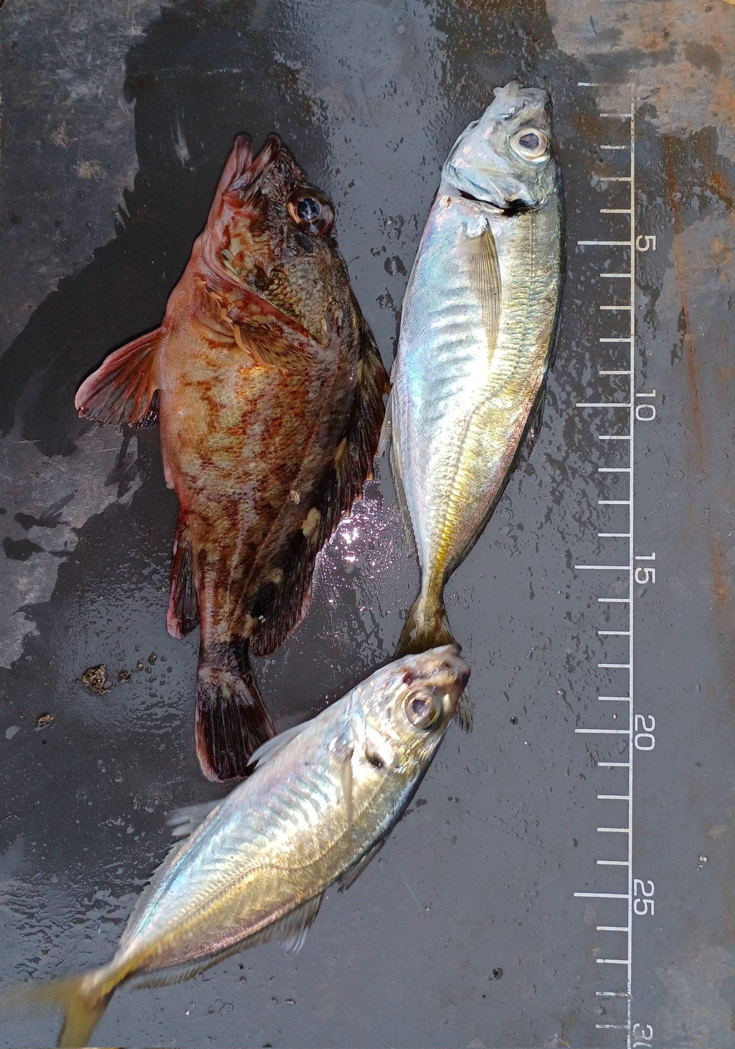 shu_725_you様専用［カゴ釣り］ magnitienda.com.mx