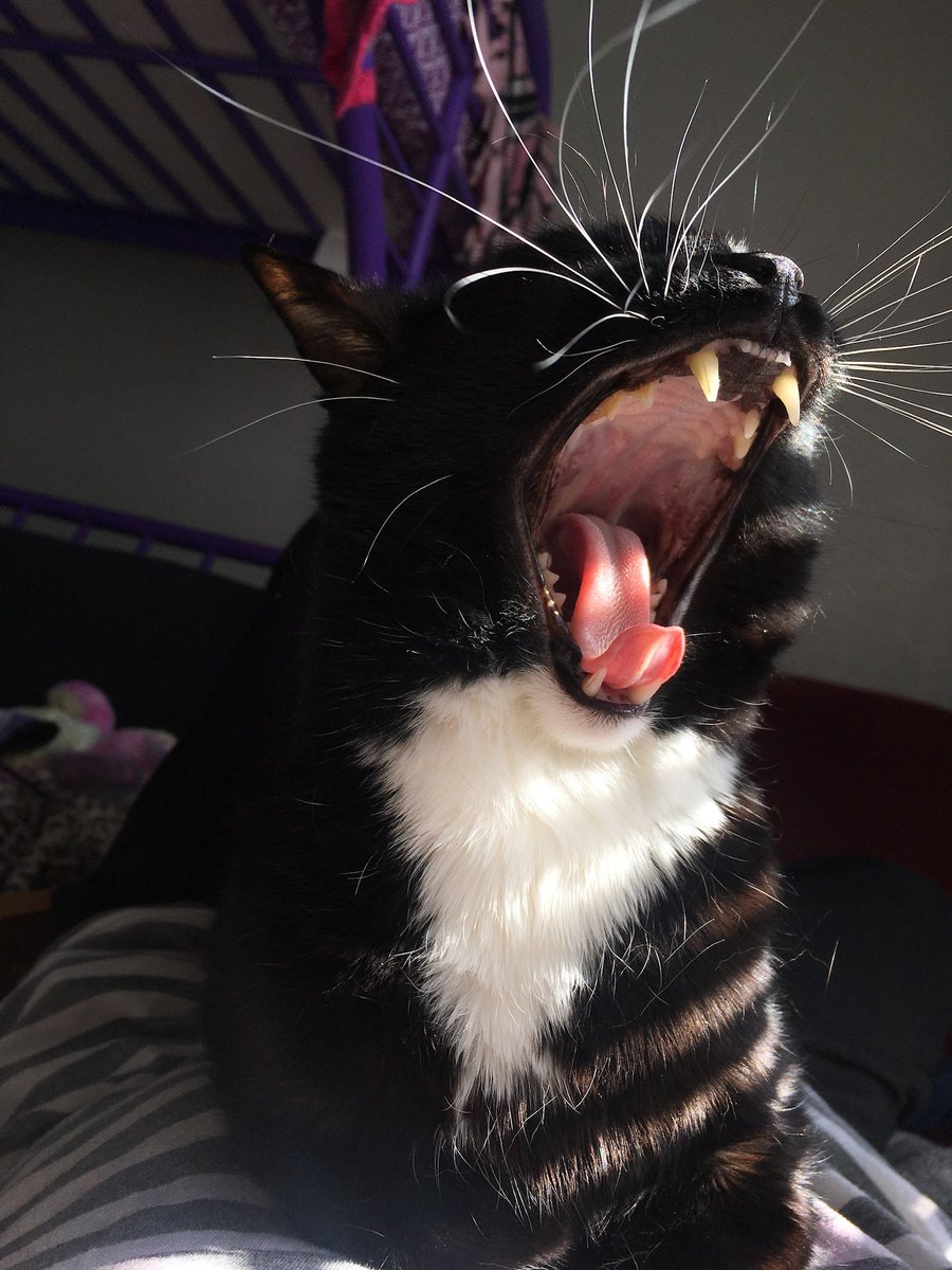 CMSArtDesign's tweet photo. @DnD_Shorts Big roar https://t.co/UusYyjNVdo