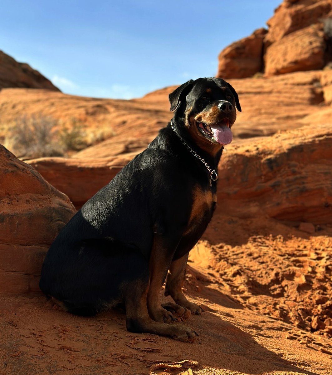 CodreaKate's tweet photo. Capri is always photo shoot ready #Rottweiler #mybigdog #Utah https://t.co/BiMNT6VizI