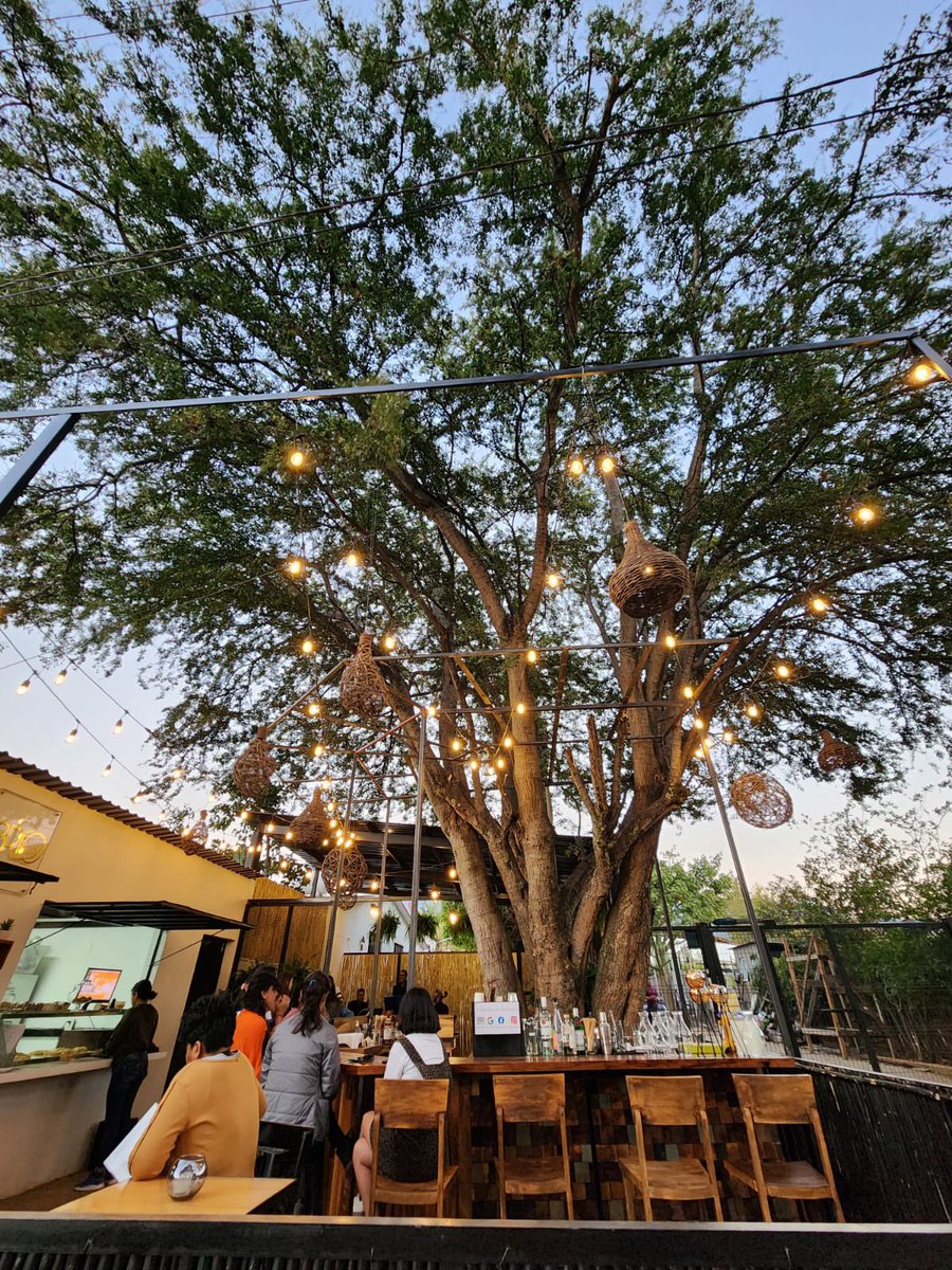 Territorioscore's tweet photo. A la sombra de un nuevo árbol una tarde de música y café con el Quinteto de Cuerdas Oaxaca en Brío Café 
Conoce sus nuevas instalaciones en Calle Morelos #4, San Sebastián, Etla, Oaxaca. https://t.co/tQ45YtdGBx