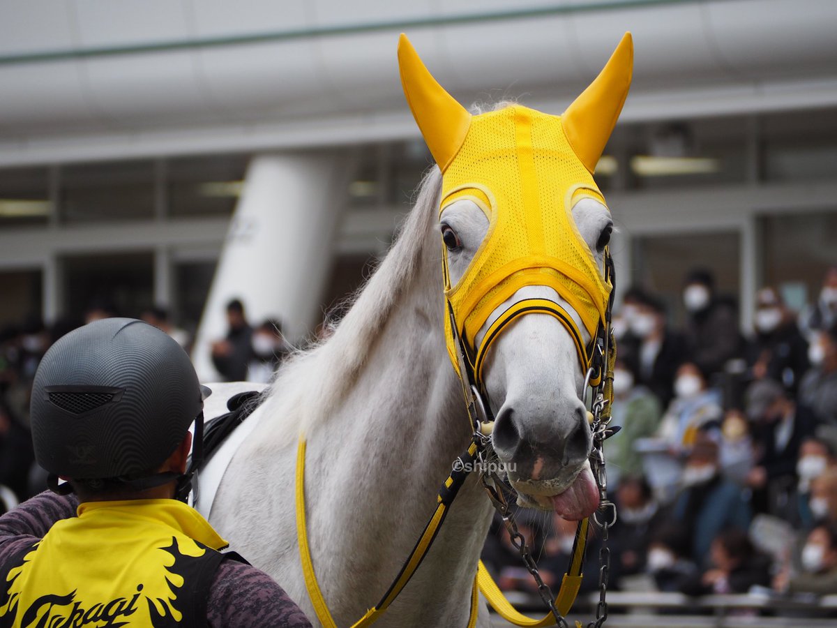 競馬 実使用レースゼッケン マイネルアウラート-