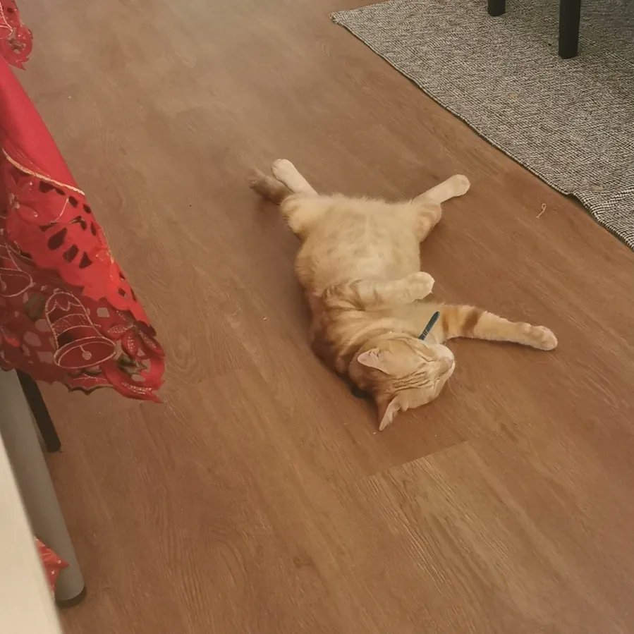 LordJ8080's tweet photo. Taking a short nap. 

#CatsOfTwitter #redtabbycat #cats https://t.co/BewbNpYGPt
