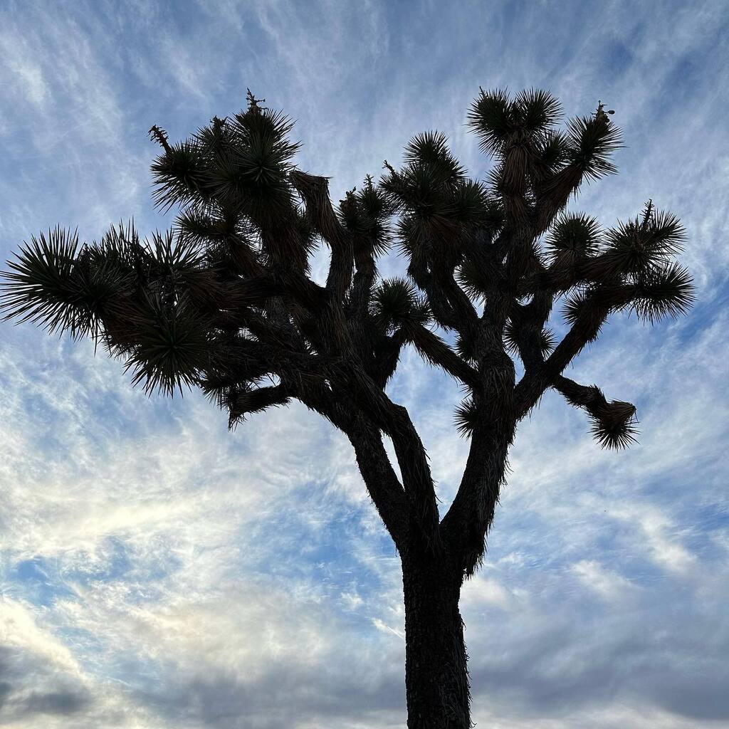 Taricco's tweet photo. #LookUp #JoshuaTreeNationalPark https://t.co/2SAIRD8cVP https://t.co/rLeIAFeIja