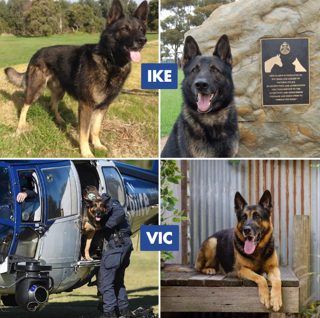 VictoriaPolice's tweet photo. It's with great sadness we announce the death of our police dogs Ike and Vic. 

The dynamic duo were integral to our police operations, collaring criminals and finding missing people.  

Everyone walked taller knowing Ike and Vic had their backs. 

Thanks for your service. 💙 https://t.co/JuZNgtZmm7