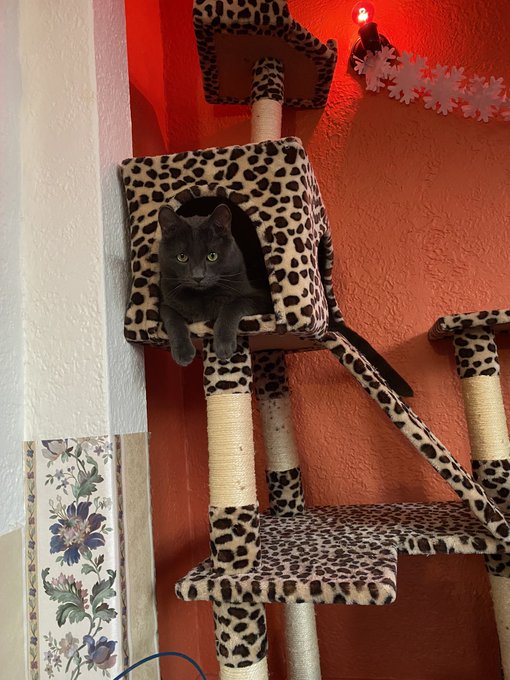 My happy boys !!! https://t.co/d9GIuQLMez