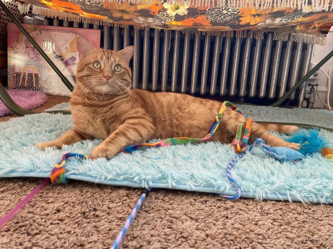 My happy boys !!! https://t.co/d9GIuQLMez