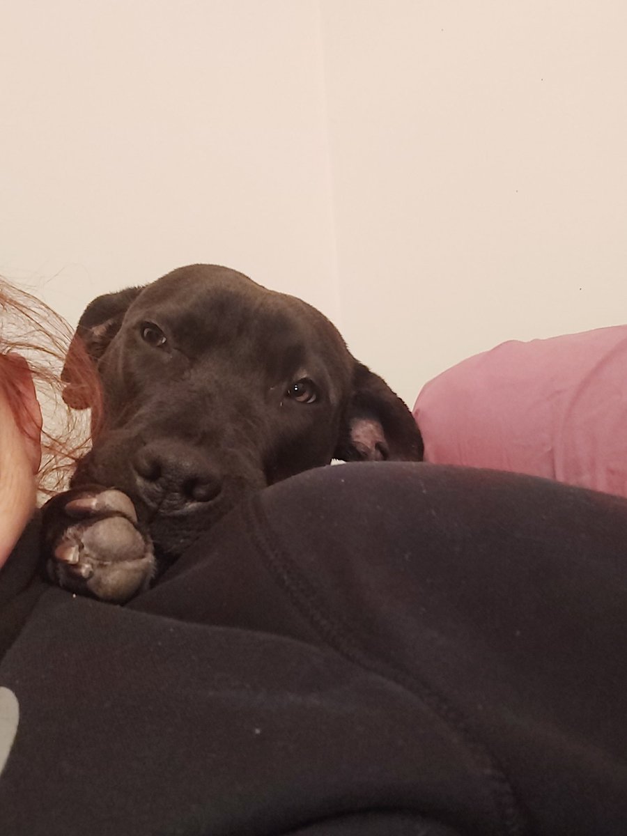 TeamEPFitness's tweet photo. She has no idea she weighs 50 pounds. Sitting on my shoulder like a cat. #DogsOnTwitter #AdoptDontShop #meximutt #formerbaitdog https://t.co/StWJ45R62E