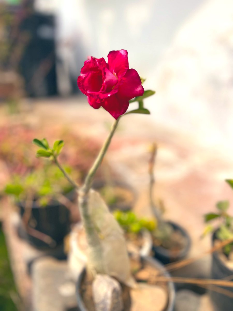 honeyviscous's tweet photo. Even if the world thinks I might die… Even if I look like a vanished dream … Even if I’m thought of being forgotten… I’ll bloom and raise and shine one morning. Good day. https://t.co/IxxwTdidP1