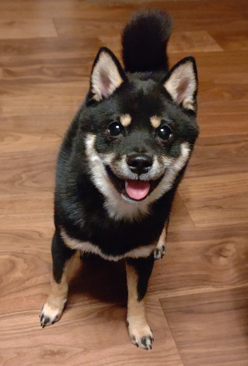 吠えてくる犬を攻略する一連の流れが柴犬さんらしさ全開で笑ってしまう シンプルなのか複雑なのか 2ページ目 Togetter 吠えてくる犬を攻略する一連の流れが柴犬さんらしさ全開で笑ってしまう シンプルなのか複雑なのか 2ページ目 Togetter