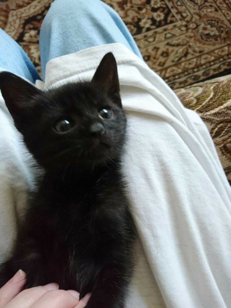 hum_nova's tweet image. hen lo !1!, ma naem iz noba ! iam comminh ti humt,wt formm soace an i camt wate tp makr sooO many frenz &amp;gt;.&amp;lt; #humtwt