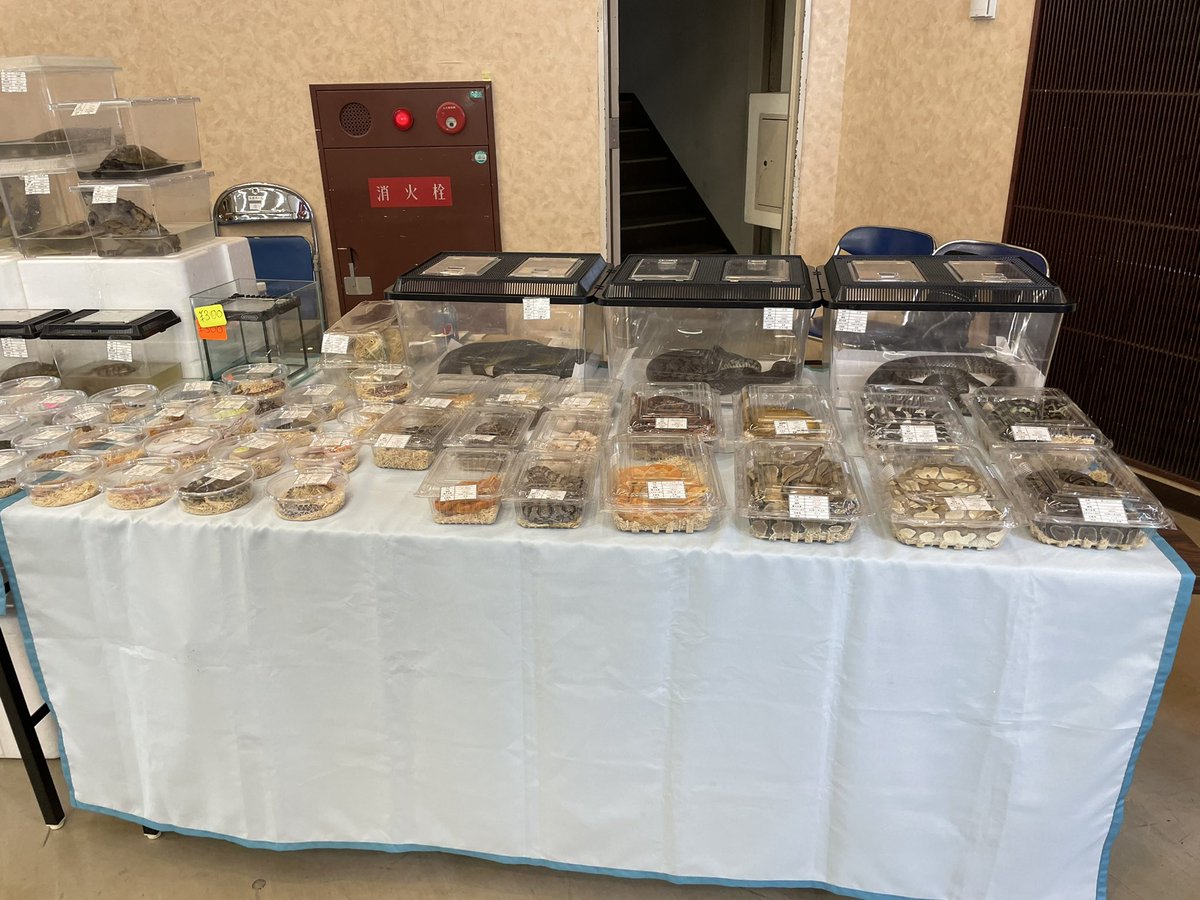 Beberep_F's tweet image. おはようございます。
本日の近畿レプタイルズマーケットにて14番ブースBebe Rep、出店準備完了しました。
本日も宜しくお願い致します。