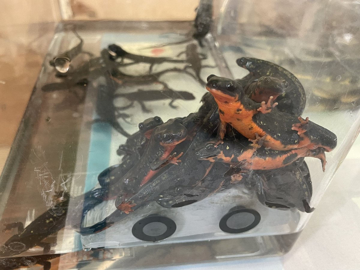 Beberep_F's tweet image. おはようございます。
本日の近畿レプタイルズマーケットにて14番ブースBebe Rep、出店準備完了しました。
本日も宜しくお願い致します。