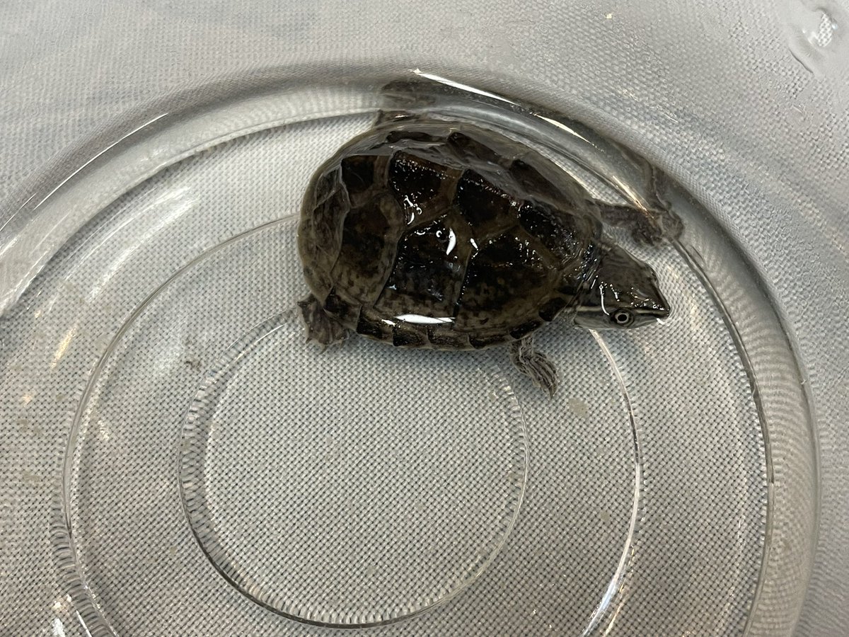 Beberep_F's tweet image. おはようございます。
本日の近畿レプタイルズマーケットにて14番ブースBebe Rep、出店準備完了しました。
本日も宜しくお願い致します。