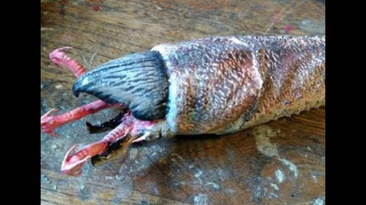 ButcherEdward tweet media