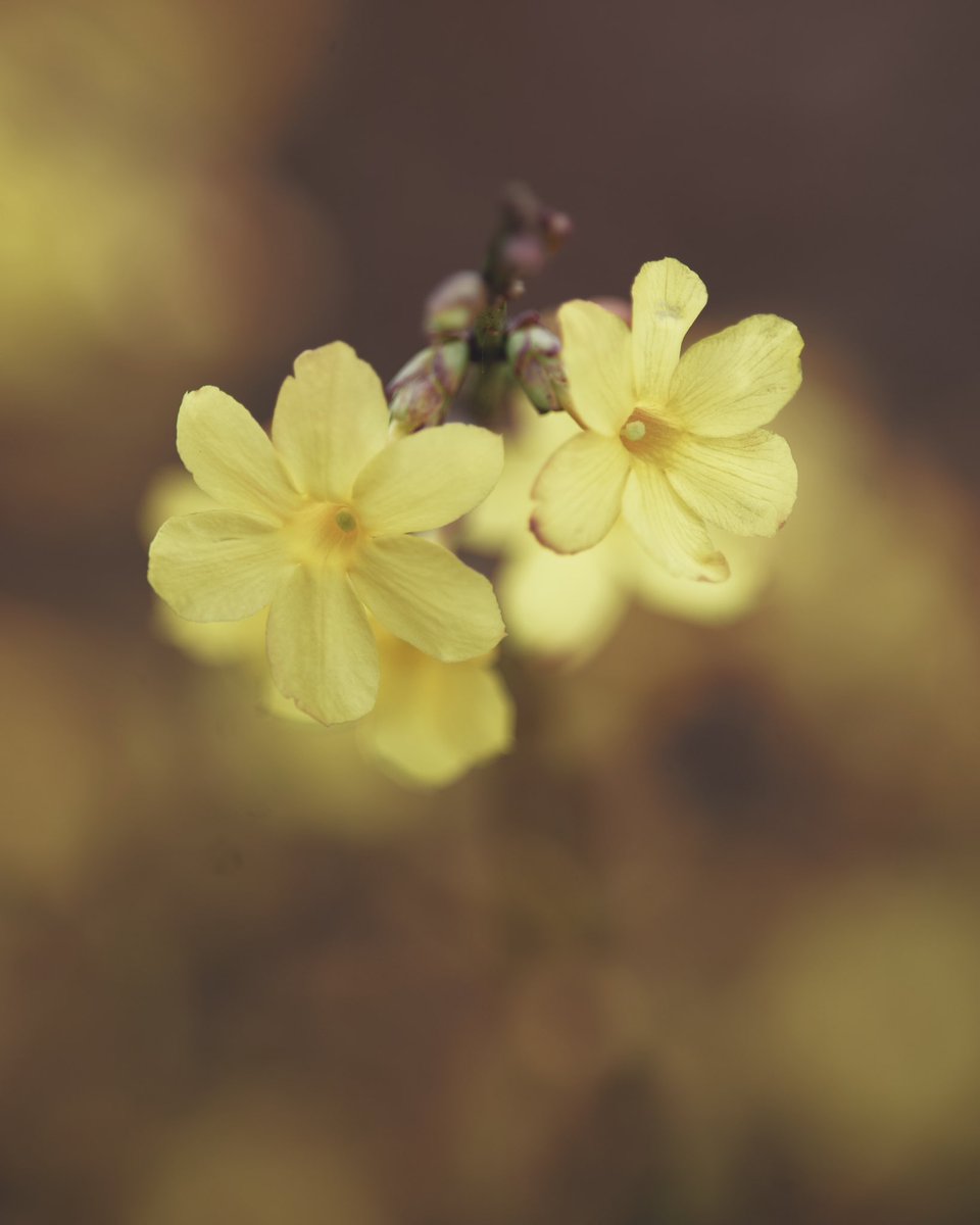 theaaronburden's tweet photo. The Fountain of Life || Psalm 36:9
#LewisGinter
#VisitVirgina
#WinterJasmine
#LumixS5 https://t.co/EXp336Y8Gx